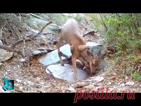 Это Попало На Камеру! Самые Редкие Случаи С Животными