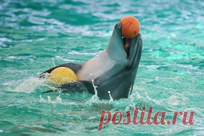 Поиск выброшенных в море ручных дельфинов приостановили. В Севастополе приостановили поиски четырех ручных дельфинов, которых выбросили в Черное море. Об этом сообщил губернатор Михаил Развожаев. «Спасательная операция с моря по поиску дельфинов на сегодня приостановлена, но мониторинг с берега продолжается. К сожалению, найти афалин пока не удалось», — написал он.