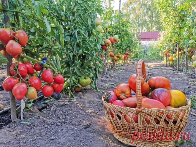 Топ- 5 томатов, которые удивили меня своим необычным вкусом. | Огородник из Рязани | Яндекс Дзен