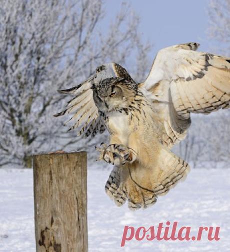Совушки/Owls – Сообщество – Google+