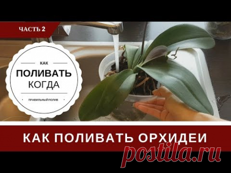 Полив Орхидеи: Как Определить Когда и Как Поливать Орхидеи