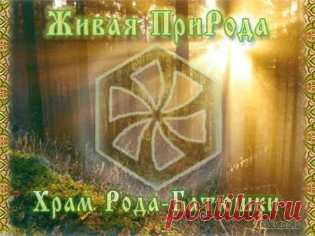 Общение с деревьями · ♥ · Галактический Союз Сил Света