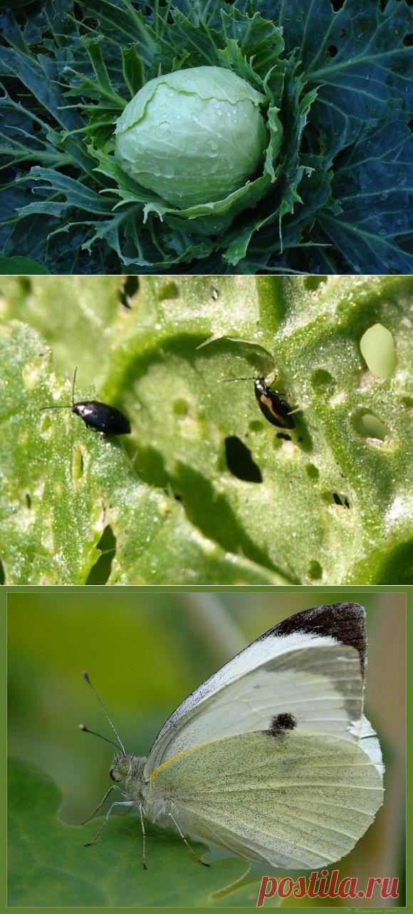 Вредители капусты и как с ними бороться
