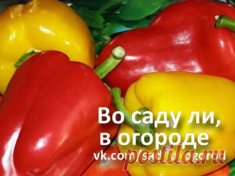 КАК СОХРАНИТЬ СЛАДКИЙ ПЕРЕЦ » УДачные советы