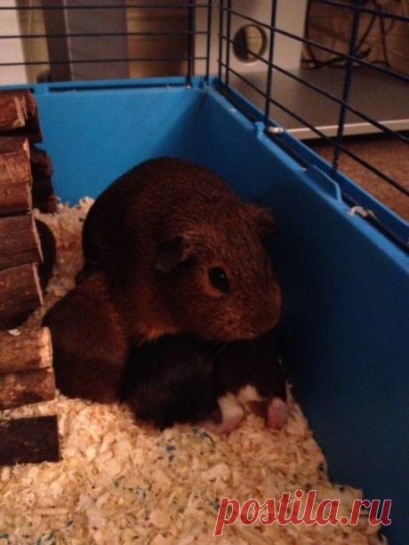 Такие заботливые мамы: Фотографии животных, которые немного устали от своих детёнышей