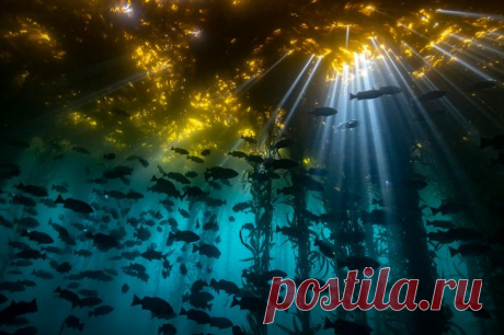 Конкурс подводной фотографии Ocean Art 2020