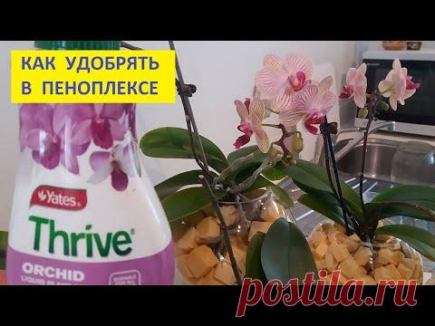 УДОБРЯЕМ ОРХИДЕИ ЛЕГКО И ПРОСТО В ПЕНОПЛЕКСЕ. - YouTube