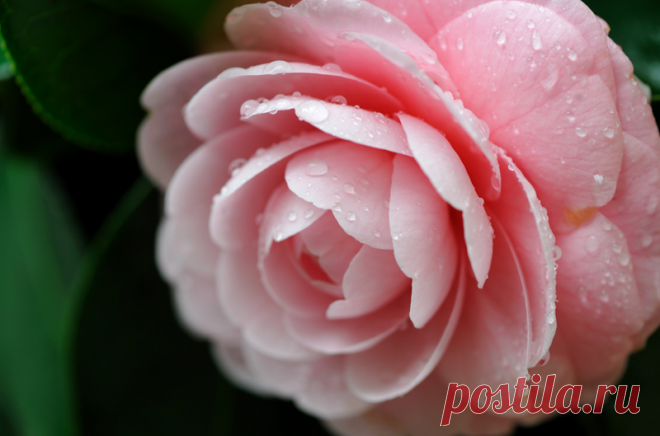 ЯПОНСКИЕ КАМЕЛИИ