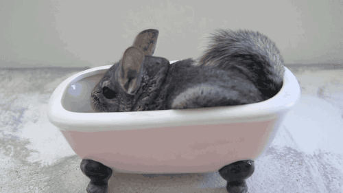 ЖИВЫЕ ФОТОГРАФИИ. AMAZING GIF – Google+