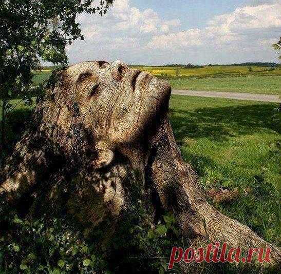... вырезано из старого дерева! Оценим?