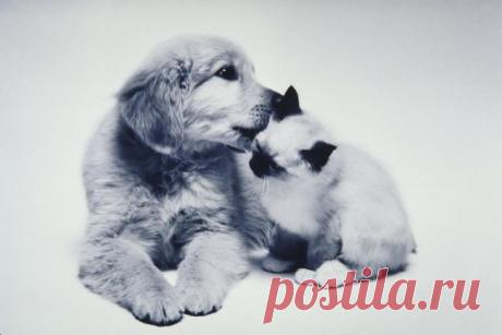 Трогательная дружба собак и котов