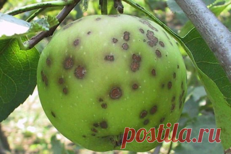 ПЯТНА НА ЯБЛОКАХ: в чем причина?
Деревья поразила парша — самая опасная болезнь яблоневых садов. Возбудителем ее является паразитный гриб с красивым названием Вентурия неравная. 
Обнаруживается заболевание чаще всего в конце цветения или немного позже. На листьях яблони с верхней стороны появляются пятна оливкового цвета, покрытые бархатным налетом. В результате чего у растений наблюдается преждевременный листопад, опадает завязь, снижается зимостойкость. Плоды покрываются темными пятнами с зеле