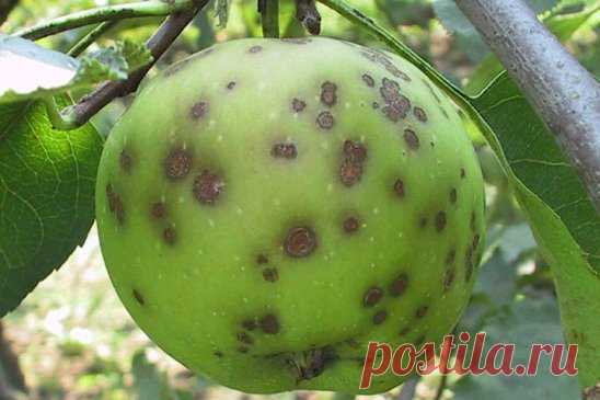 ПЯТНА НА ЯБЛОКАХ: в чем причина?
Деревья поразила парша — самая опасная болезнь яблоневых садов. Возбудителем ее является паразитный гриб с красивым названием Вентурия неравная. 
Обнаруживается заболевание чаще всего в конце цветения или немного позже. На листьях яблони с верхней стороны появляются пятна оливкового цвета, покрытые бархатным налетом. В результате чего у растений наблюдается преждевременный листопад, опадает завязь, снижается зимостойкость. Плоды покрываются темными пятнами с зеле