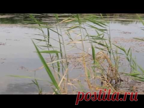 Рыбалка  змееголова на Балхаше