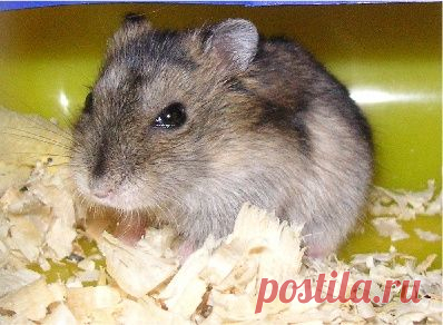 👌 Джунгарик - маленький друг большой семьи., домашние питомцы В январе у моего самого главного и любимого человечка на планете – дочери, день рождения. И в этот раз ей исполнилось 5 лет! Гости, друзья, шарики, торт. Все это веселило и радовал...