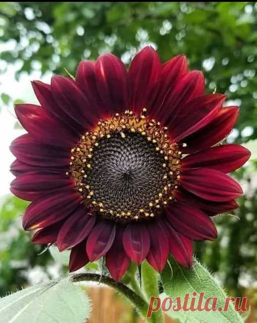 (20+) Natureza É Vida | Facebook
