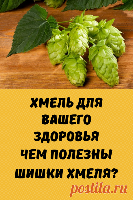 Многочисленные наблюдения и опыт народной медицины разных стран свидетельствуют об успокаивающем, спазмолитическом, болеутоляющем и противовоспалительном действии шишек хмеля обыкновенного. Последние данные фармакологии свидетельствуют о том, что биологически активным ве­ществам, входящим в состав водных экстрактов из хмельных шишек, витаминам, флавоноидам  и дубильным веществам прису­щи противоязвенные, капилляро-укрепляющие и болеутоляющие свойства, что уже используется при лечении заболеваний