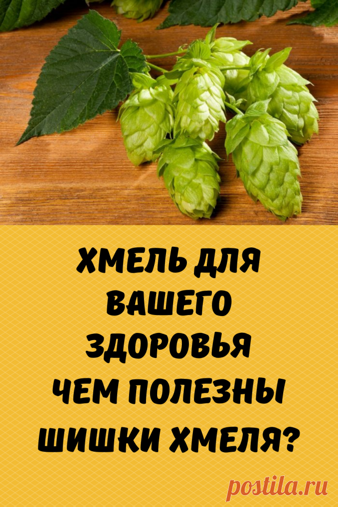Многочисленные наблюдения и опыт народной медицины разных стран свидетельствуют об успокаивающем, спазмолитическом, болеутоляющем и противовоспалительном действии шишек хмеля обыкновенного. Последние данные фармакологии свидетельствуют о том, что биологически активным ве­ществам, входящим в состав водных экстрактов из хмельных шишек, витаминам, флавоноидам  и дубильным веществам прису­щи противоязвенные, капилляро-укрепляющие и болеутоляющие свойства, что уже используется при лечении заболеваний