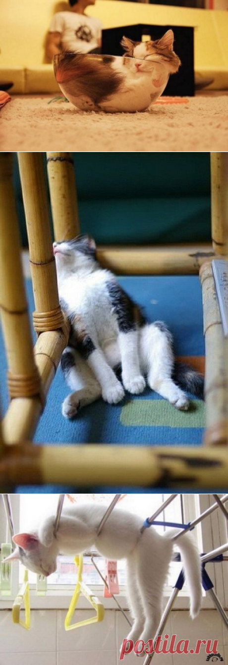 Коты, уснувшие в самых неподходящих местах
