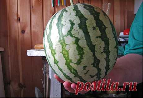 арбузы, дыни..