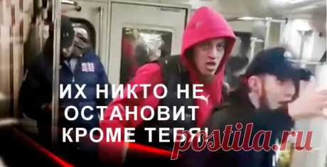 Правила поведения рядом с расплодившимся зверьем - Медвежий угол - медиаплатформа МирТесен