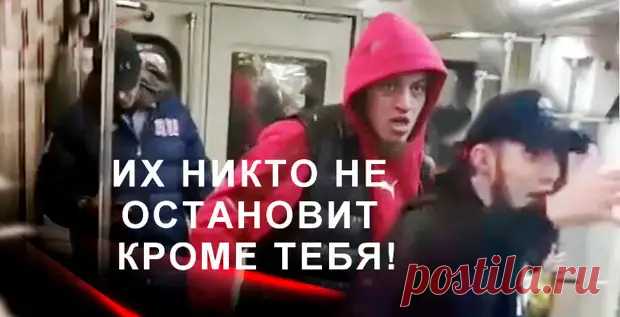 Правила поведения рядом с расплодившимся зверьем - Медвежий угол - медиаплатформа МирТесен