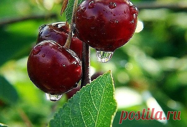 Одноклассники