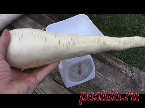 Как я выращиваю пастернак