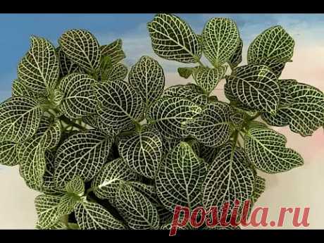 Фиттония серебристожилковая (Fittonia Аgryroneura)