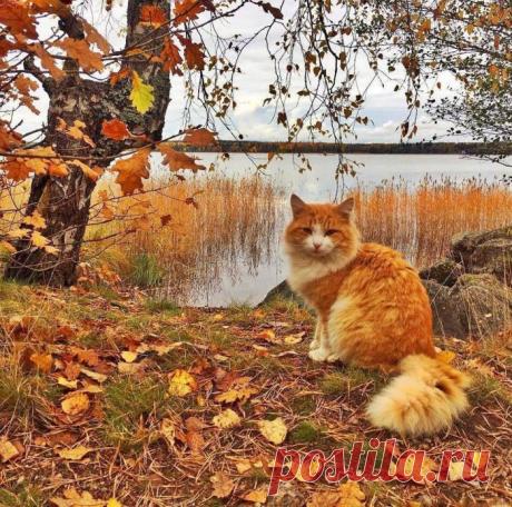 Рыжая прелесть