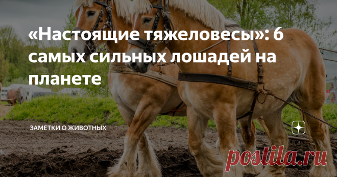 «Настоящие тяжеловесы»: 6 самых сильных лошадей на планете Лошади по умолчанию очень сильные и выносливые животные. Не зря же люди использовали их для транспортировки грузов и работы на полях на протяжении тысячелетий.  Более того — «лошадиную силу» даже стали использовать в качестве единицы измерения мощности двигателей автомобилей. Но среди всех лошадей встречаются настоящие тяжеловесы, которые поражают воображение своей физической мощью. Русский тяжеловоз Эта порода лош...