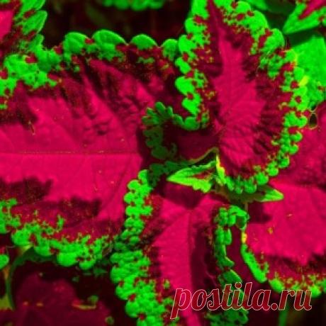 10 КОМНАТНЫХ РАСТЕНИЙ, С КОТОРЫМИ ВЫ ВЗДОХНЁТЕ ПОЛНОЙ ГРУДЬЮ