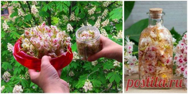 Цвет каштана — ценное лекарство: лечит лейкемию, опухоли мозга, варикоз и тромбофлебит