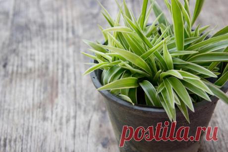 15 комнатных растений, улучшающих воздух — Всегда в форме!