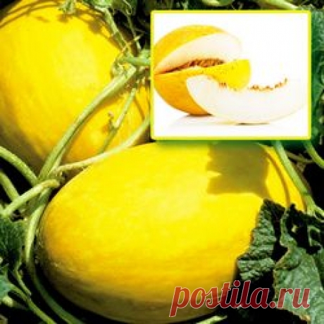 Дыни – посадка и разведение - интернет магазин Беккер | Cемена, саженцы, луковицы почтой (55)