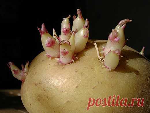 Ранний картофель в июне..