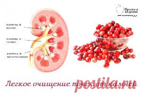 Как очистить почки от камней? – уникальный рецепт! Необходимо измельчить с помощью блендера или мясорубки стакан ягод клюквы, головку чеснока и лимон (при желании приготовить большее количество всегда сохраняем пропорцию 1:1:1), после чего растворяем полученную смесь в 500 мл медовой воды.