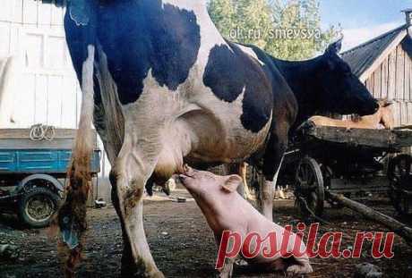 Вот оно свинство!))) А вы тоже улыбнулись, увидев фото?!