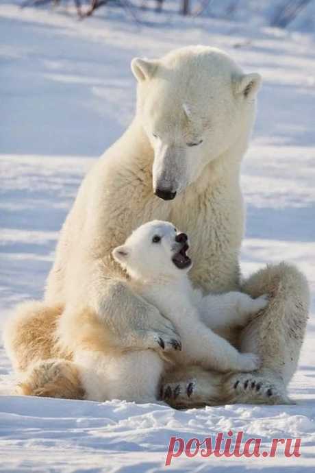 animals house – Google+