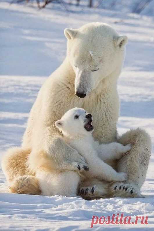 animals house – Google+