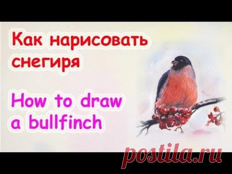 Как нарисовать снегиря Цуканова Виктория - YouTube