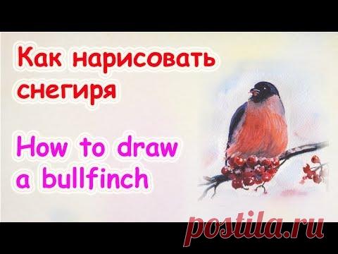 Как нарисовать снегиря Цуканова Виктория - YouTube