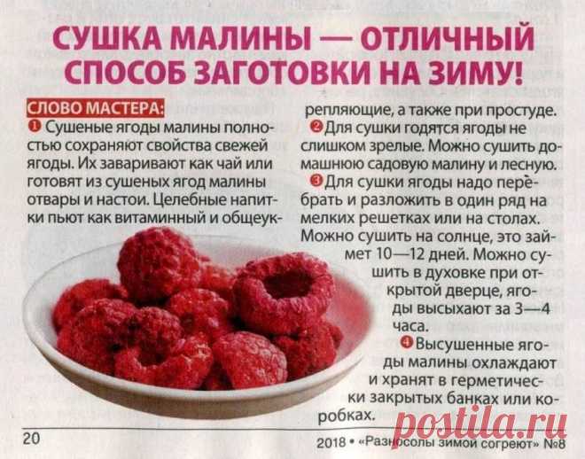 Сушка малины на зиму