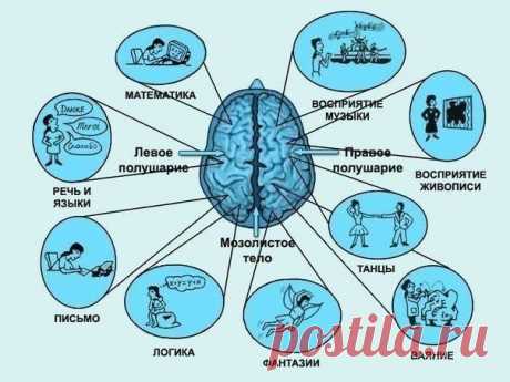 За что отвечают полушария человеческого мозга | Пропорции счастья