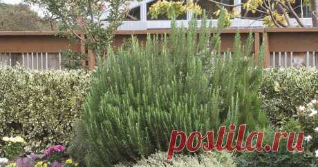 8 лекарственных растений, которые отгонят комаров от вашего участка Назойливые и жужжащие комары способны испортить самую лучшую и тщательно спланированную посиделку на природе. Кроме того, москиты являются распространителями различных вирусов и паразитарных заболеван…