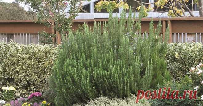 8 лекарственных растений, которые отгонят комаров от вашего участка Назойливые и жужжащие комары способны испортить самую лучшую и тщательно спланированную посиделку на природе. Кроме того, москиты являются распространителями различных вирусов и паразитарных заболеван…