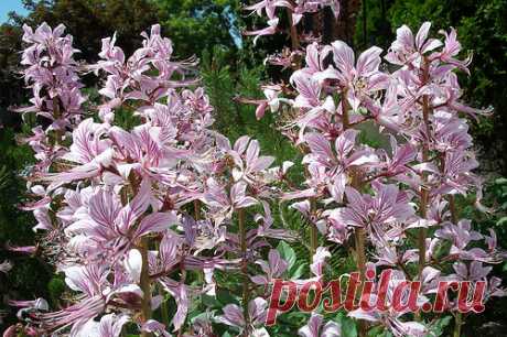 Ясенец или Неопалимая купина