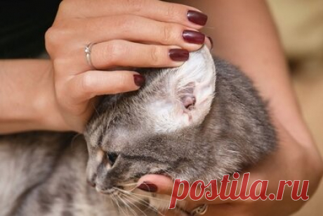 Чистка кошачьих ушей: средства и правила ухода | Кот и Кошка | Яндекс Дзен