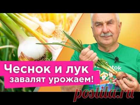 ПОЛЕЙТЕ ТАК ЧЕСНОК И ЛУК В ИЮНЕ для крупных головок и длительного хранения