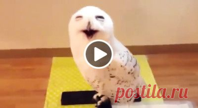 15 секунд смеха совы – и хорошее настроение начинает зашкаливать – Фитнес для мозга